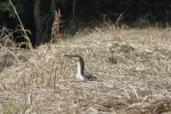 オオハム　冬鳥　冬羽　全長72cm