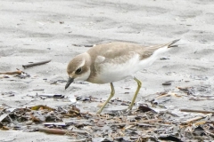 オオメダイチドリ