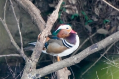 オシドリ　漂鳥・冬鳥　全長45cm　2019/11/18