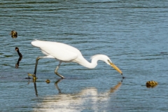 カラシラサギ全長65～68cm