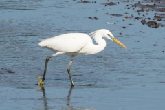 カラシラサギ全長65～68cm