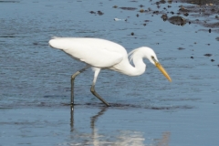 カラシラサギ全長65～68cm