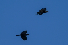 カラスとミサゴ