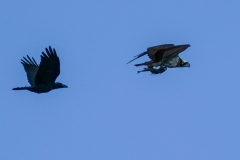 カラスとミサゴ