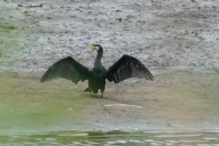 カワウ