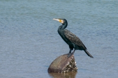 カワウ