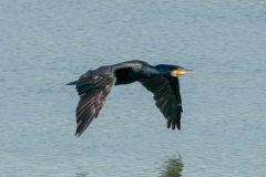 カワウ