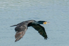 カワウ