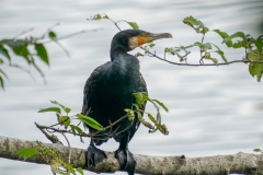 カワウ
