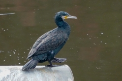 カワウ