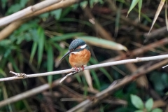 カワセミ