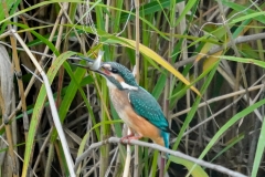 カワセミの食事