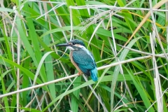 カワセミ（オス）