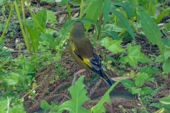 カワラヒワ