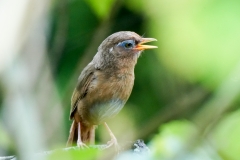 ガビチョウ（特定外来生物）全長25cm留鳥