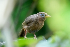 ガビチョウ（特定外来生物）全長25cm留鳥