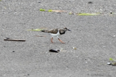 キョウジョシギ　全長22cm