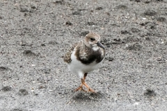 キョウジョシギ　全長22cm