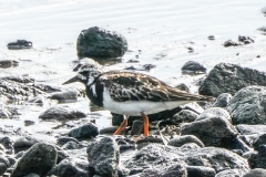 キョウジョシギ　全長22cm　旅鳥