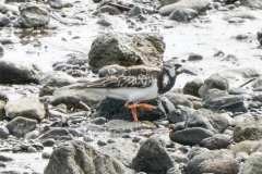 キョウジョシギ　全長22cm　旅鳥