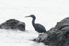クロサギ　留鳥　全長62cm
