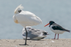 クロツラヘラサギ　冬鳥　全長77cm　2019/04/09