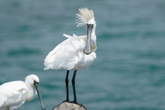 クロツラヘラサギ２