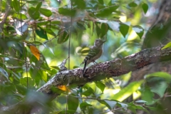 コゲラ　留鳥　全長15cm