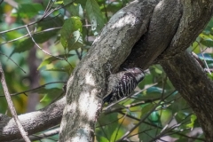 コゲラ　留鳥　全長15cm