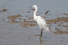 コサギ　留鳥　全長61cm