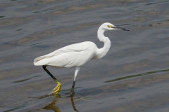 コサギ　留鳥　全長61cm