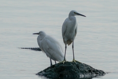 コサギ　留鳥　全長61cm