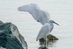 コサギ　留鳥　全長61cm