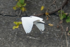 コサギ　留鳥　全長61cm