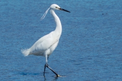 コサギ　留鳥　全長61cm