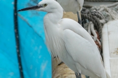 コサギ　留鳥　全長61cm