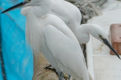 コサギ　留鳥　全長61cm