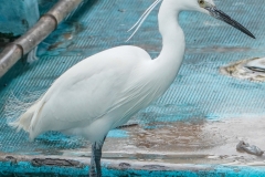 コサギ　留鳥　全長61cm