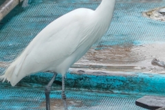 コサギ　留鳥　全長61cm