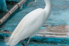 コサギ　留鳥　全長61cm