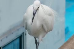 コサギ　留鳥　全長61cm