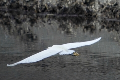 コサギ　留鳥　全長61cm