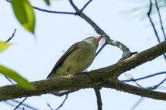 コサメビタキ　全長13cm
