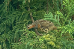 コジュケイ 　留鳥　全長27～30cm