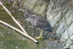 ゴイサギ（幼鳥）