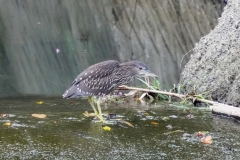 ゴイサギ（幼鳥）