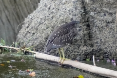 ゴイサギ（幼鳥）