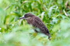 ゴイサギ（幼鳥）