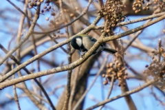 シジュウカラ