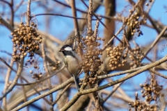 シジュウカラ